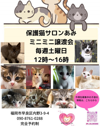 譲渡型保護猫ふれあいサロンあみミニミニ譲渡会