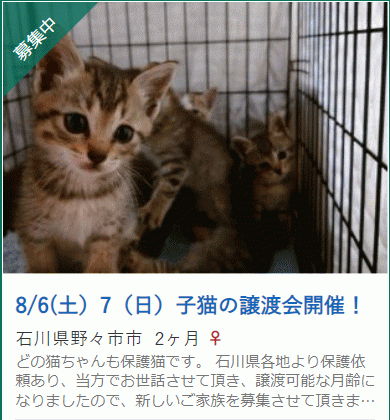 子猫の譲渡会（予約制　約20匹参加！）