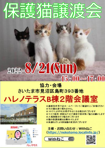 【こねこがいっぱい】8/21（日）ハレノテラス保護猫譲渡会