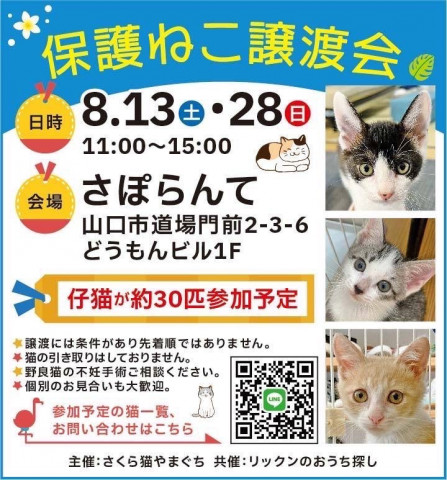 保護ねこ譲渡会