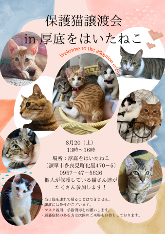 保護猫譲渡会ｉｎ厚底をはいたねこ