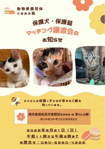 くるみの森の保護猫マッチング譲渡会