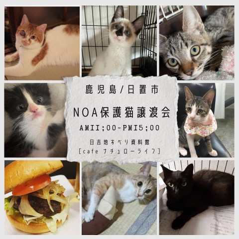 鹿児島NOA保護猫譲渡会