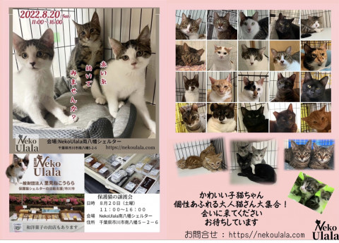 ねこうらら　保護猫譲渡会