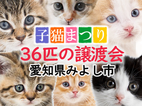 子猫36匹の譲渡会！愛知県みよし市