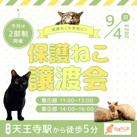 保護ねこの家譲渡会 in 天王寺