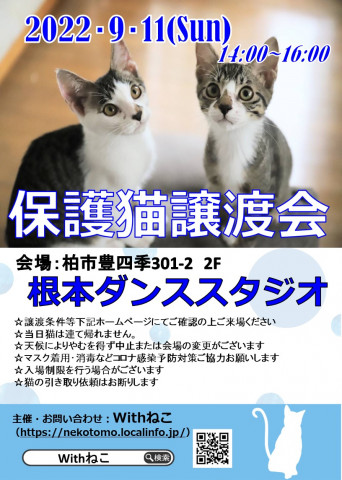 【こねこがいっぱい】9/11（日）根本ダンススタジオ保護猫譲渡会