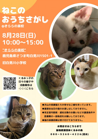 くるみの森の保護猫マッチング譲渡会