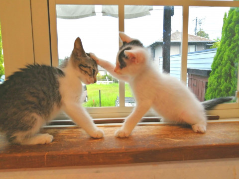 in瀬戸市☆子猫祭り!!☆保護猫の臨時譲渡会2022年8月27日（土）～ 非営利団体「ちーむ にゃいんず」