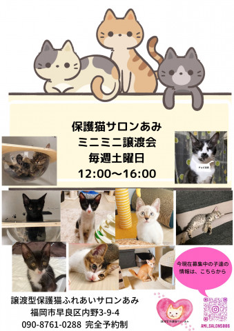 譲渡型保護猫ふれあいサロンあみ譲渡会