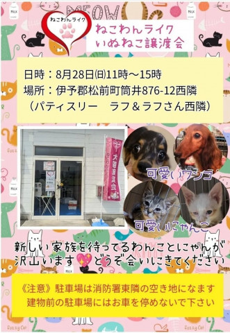 ねこわんライクのいぬねこ譲渡会