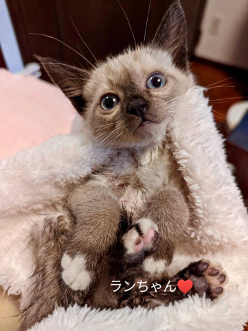 おきなわ美ら仔猫―ず🐈昭和区
