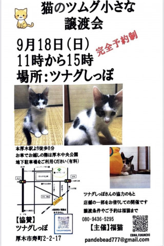 猫のツムグ小さな譲渡会