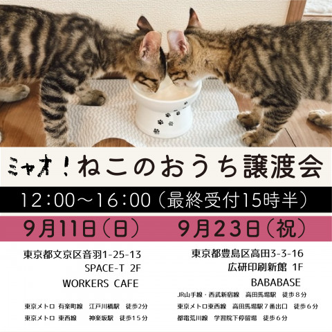 ミャオねこ譲渡会