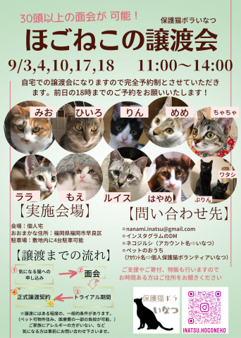 ほごねこの譲渡会in福岡市