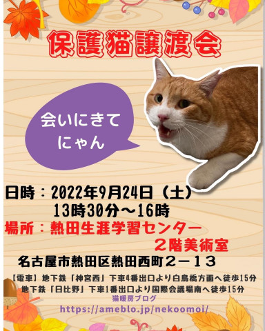 保護猫譲渡会