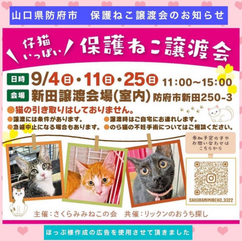 保護ねこ譲渡会