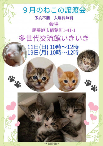 猫の譲渡会in尾張旭市