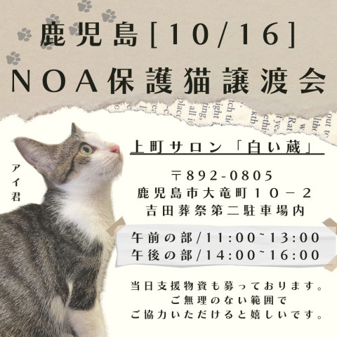 鹿児島NOA保護猫里親探し★