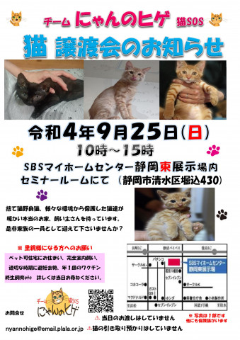 保護ニャンコの譲渡会ｂｙ静岡市清水区