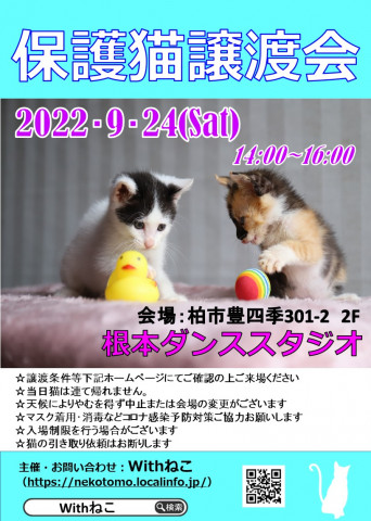 【柏市】9/24（土）根本ダンススタジオ保護猫譲渡会