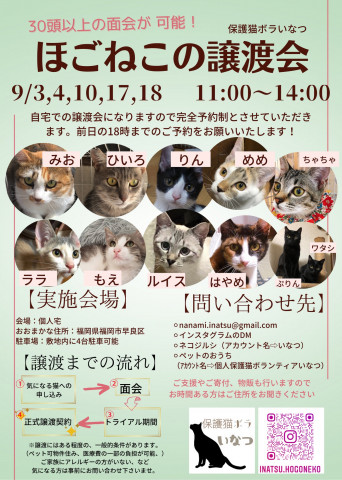 ほごねこの譲渡会in福岡市