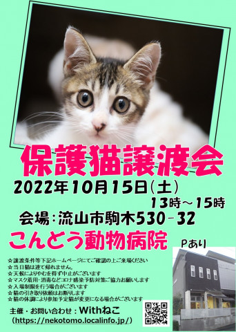 【流山市】１０/１５（土）こんどう動物病院保護猫譲渡会