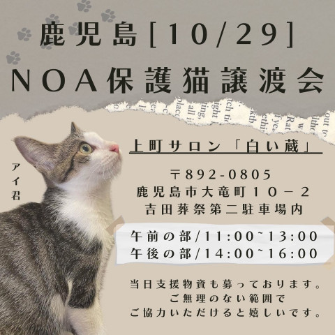 鹿児島NOA保護猫里親探し★