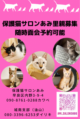 譲渡型保護猫ふれあいサロンあみ