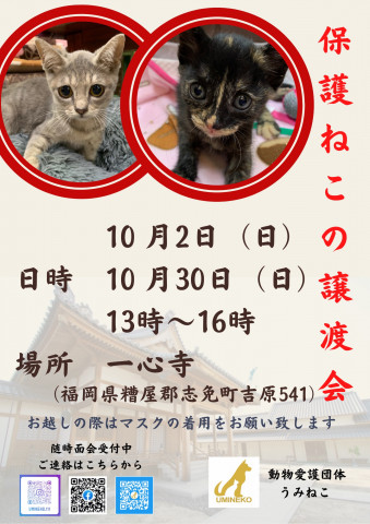 保護ねこの譲渡会in一心寺