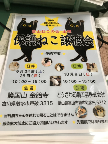 保護ねこ譲渡会