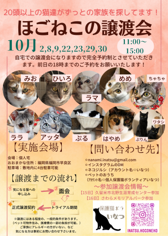 ほごねこの譲渡会in福岡市