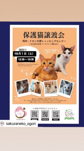 保護猫譲渡会