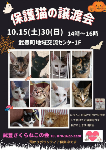 武豊さくらねこの会譲渡会