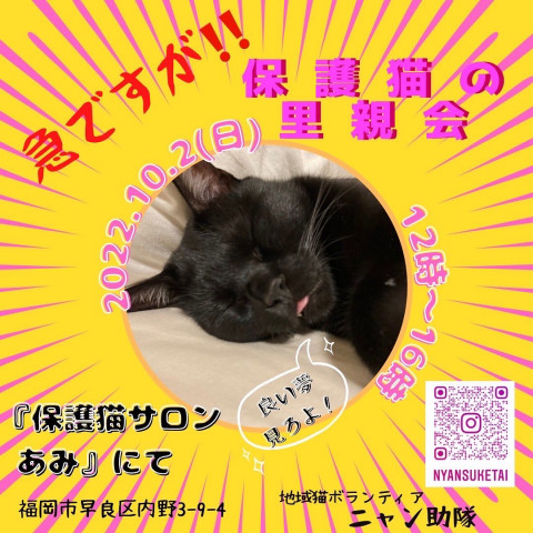 保護猫ふれあいサロンあみ譲渡会