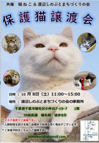 稲ねこ　保護猫譲渡会