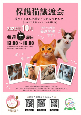 保護猫の譲渡会