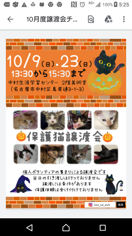 LOVE CAT AITCH 保護猫譲渡会