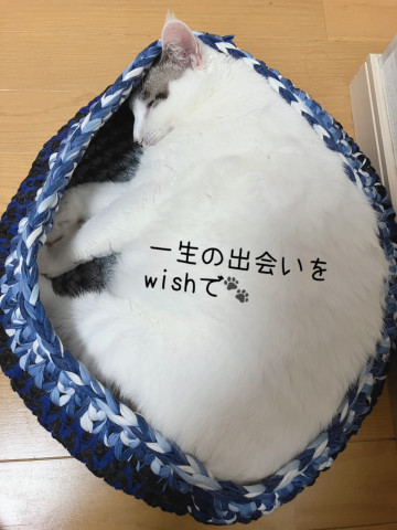 保護猫カフェwish（譲渡型）