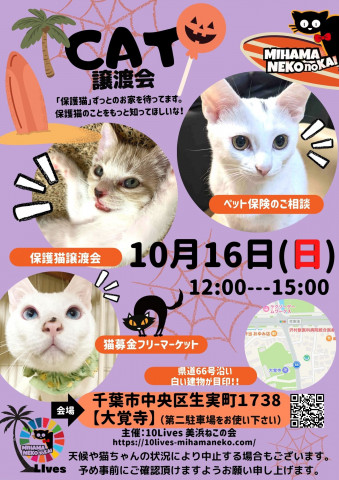 ねこの譲渡会