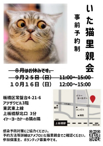 板橋区上板橋にていた猫里親会を開催します