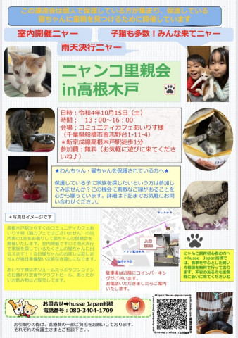 終了]ニャンコ里親会 in高根木戸 - 猫の譲渡会掲示板