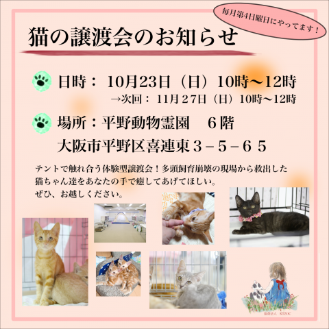 テントで触れ合う猫の譲渡会