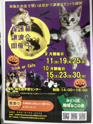 名古屋市緑区猫の譲渡会