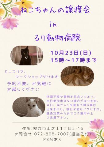 ねこちゃんの譲渡会