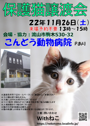 【流山市】11/26（土）こんどう動物病院保護猫譲渡会