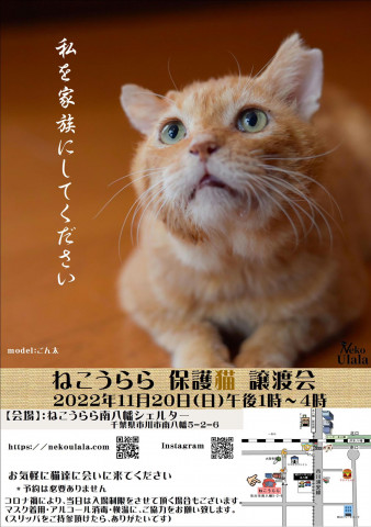 ねこうらら 保護猫譲渡会