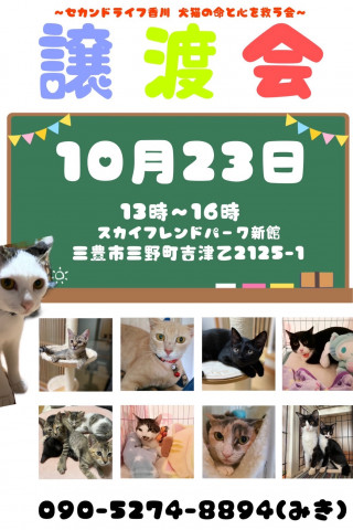 保護猫譲渡会