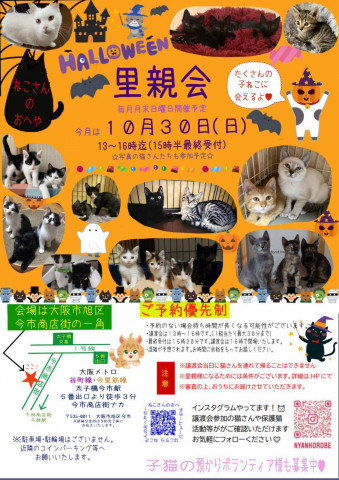 子猫だらけの里親会