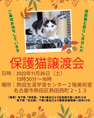 保護猫譲渡会